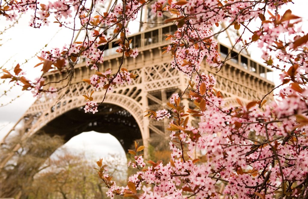 春天，埃菲尔铁塔前盛开的樱花是法国巴黎最值得一看的风景之一
