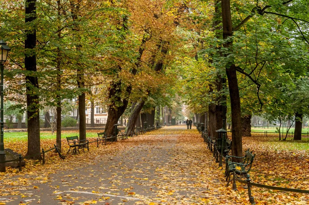 波兰克拉科夫的植物公园，照片中央是一条铺好的小路
