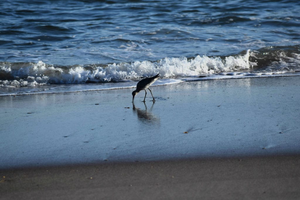 北卡罗莱纳海滩上，一只海鸥站在浪花前