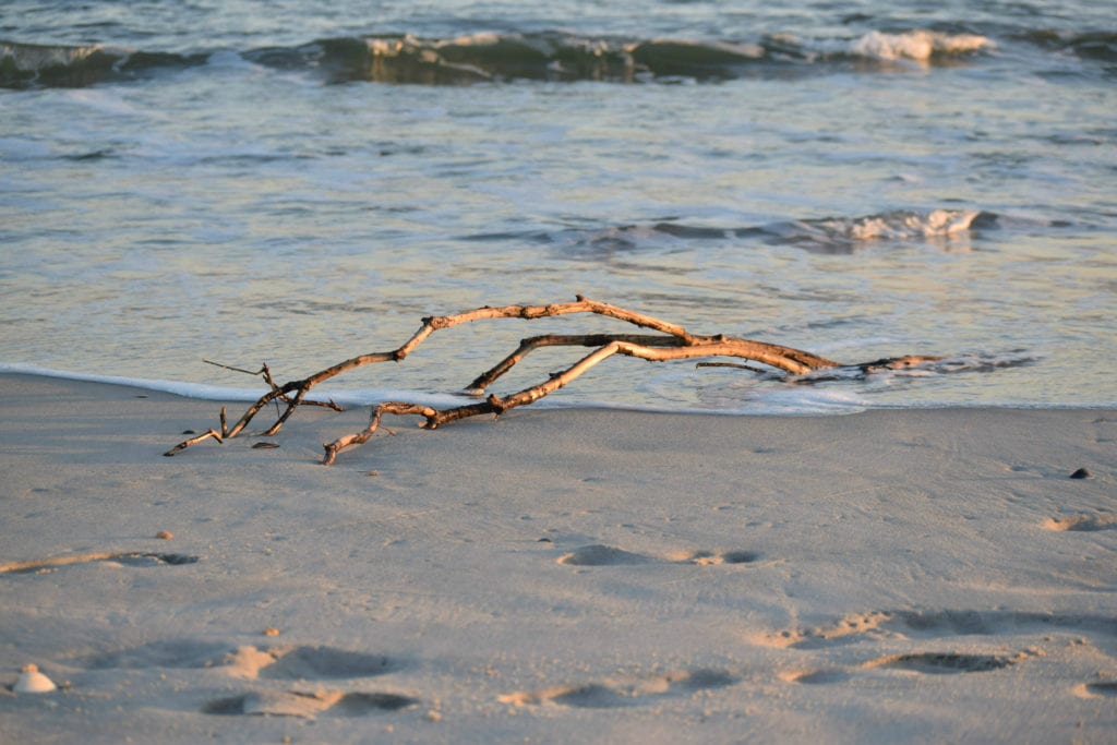 在黄金时段，一根浮木被冲到北卡罗来纳州的海滩上
