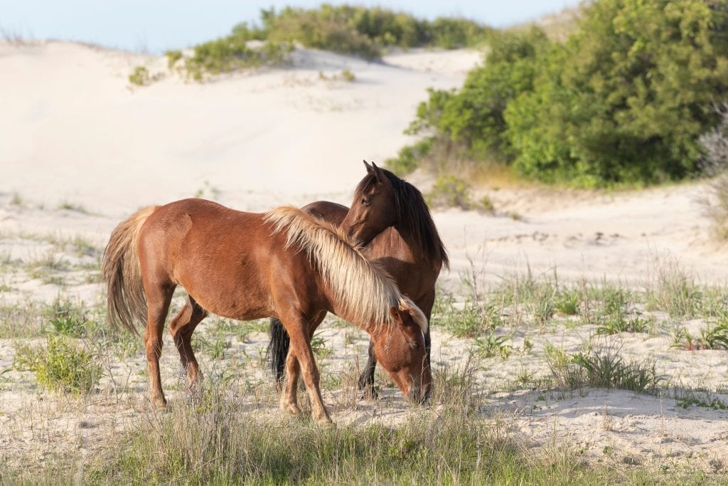 2 wild horses on a beach in North Carolina. Both horses are brown and they are standing near sand dunes