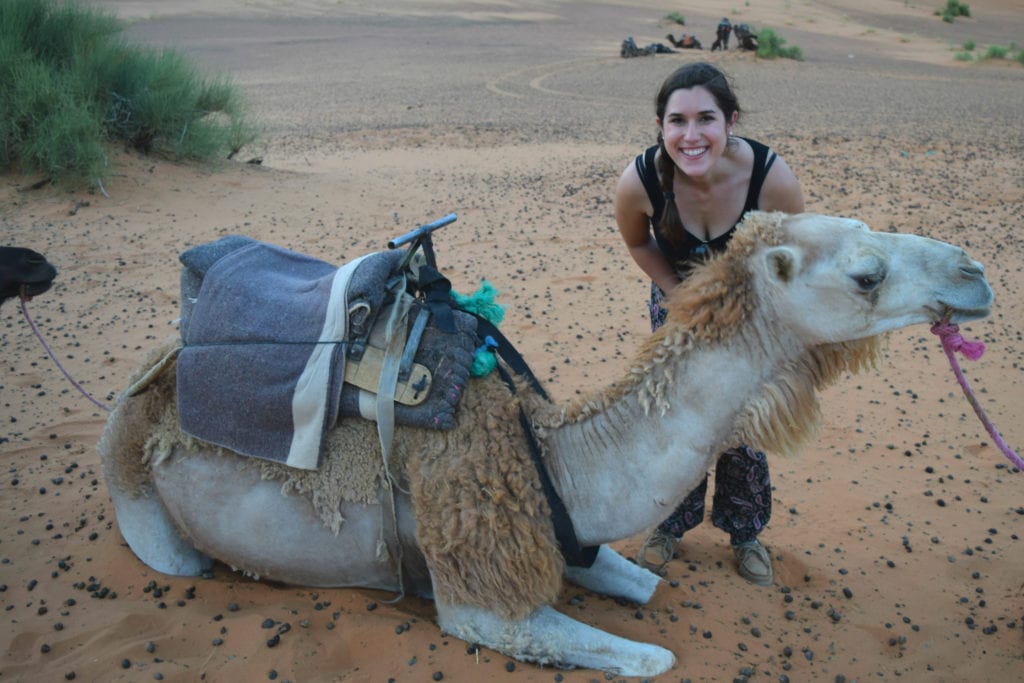 凯特风暴俯身在一只骆驼躺在摩洛哥沙漠