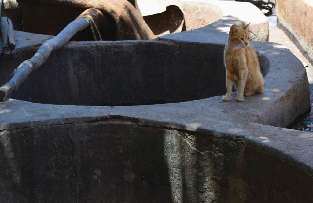 一只橙色的猫坐在摩洛哥皮革厂的圆形水池上