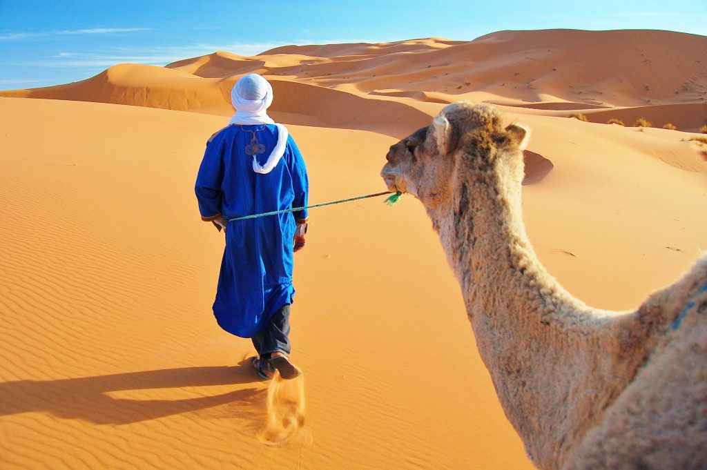 身穿蓝色衣服的男子牵着骆驼，这是摩洛哥撒哈拉沙漠之旅的一部分