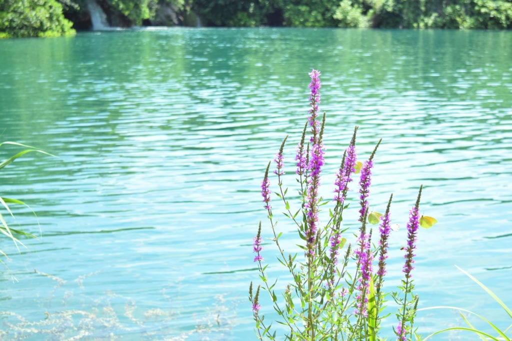 在克尔卡国家公园清澈的水与紫色的花朵在前景，plitvice或克尔卡国家公园