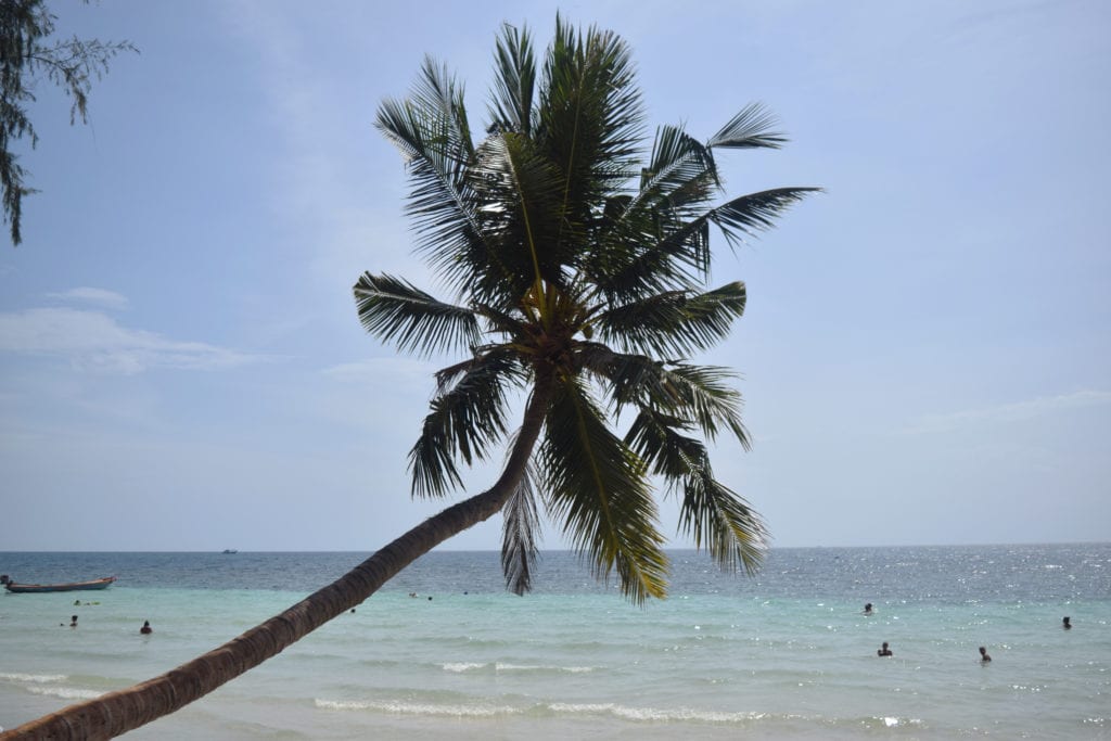 泰国桃岛水面上的棕榈树