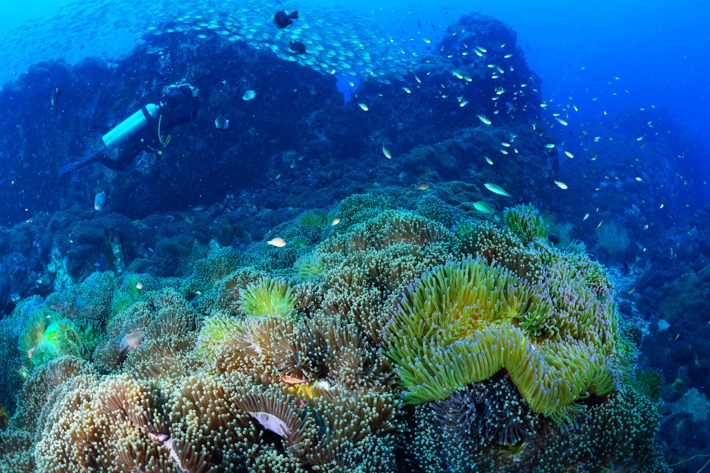 五彩缤纷的暗礁在桃岛潜水员的背景