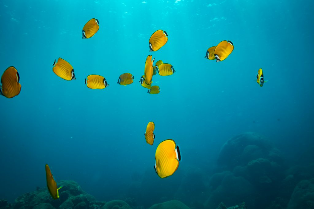 一群黄鱼在桃岛附近游泳，潜水员带着水肺