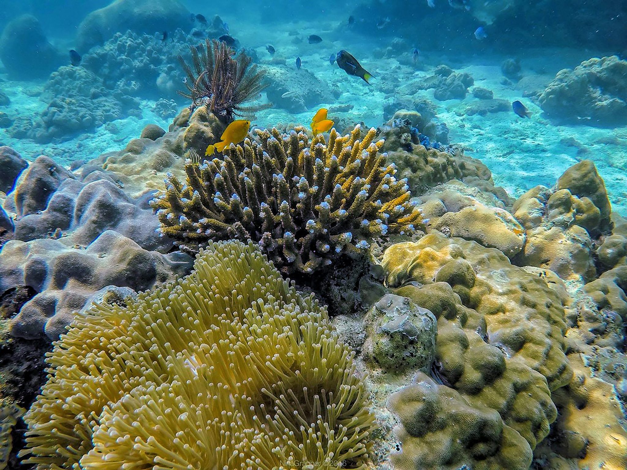 珊瑚和鱼类的集合，在开放水域的桃岛潜水