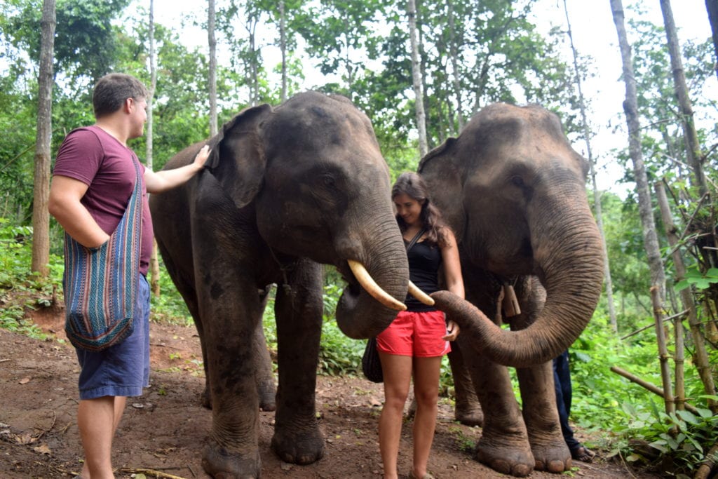 凯特风暴和杰里米风暴喂竹子给两头大象清迈泰国