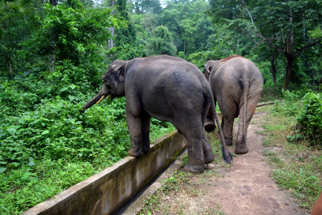 两头亚洲象在丛林中行走，进行大象伦理互动