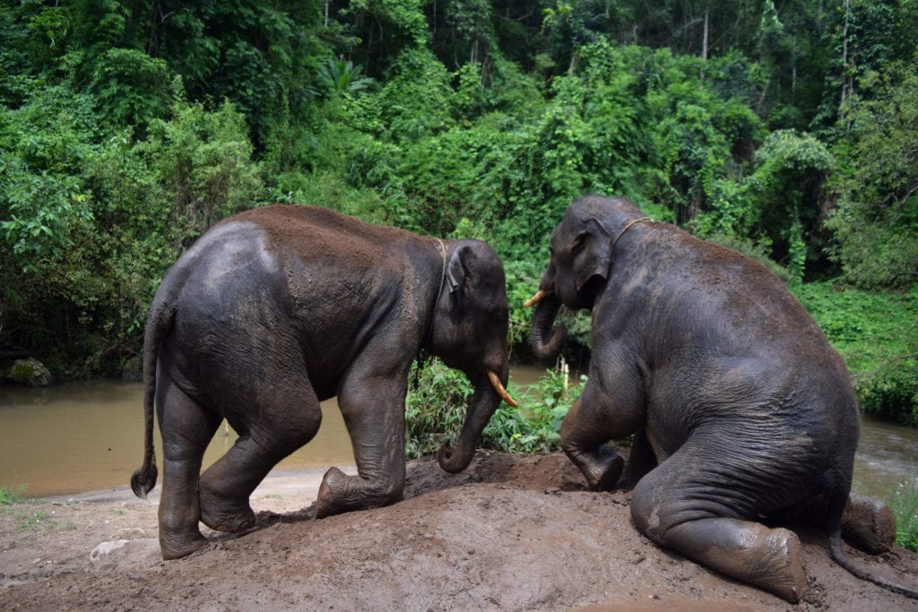 两头大象在泰国的河边玩耍