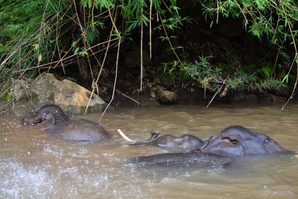 3头大象在泰国的河里游泳