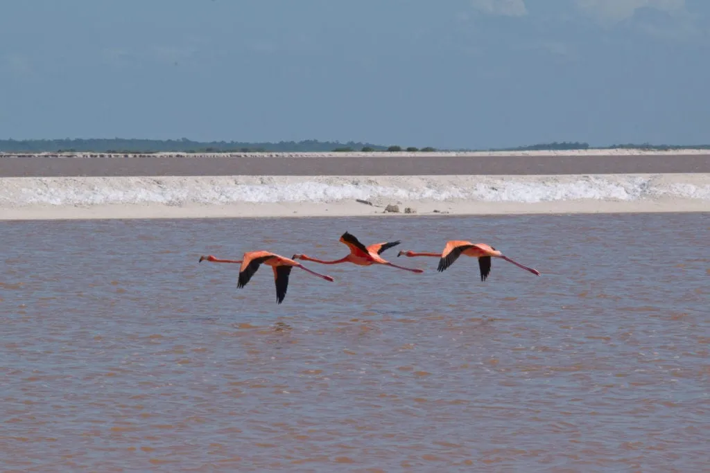 3只火烈鸟飞过墨西哥的粉色湖泊