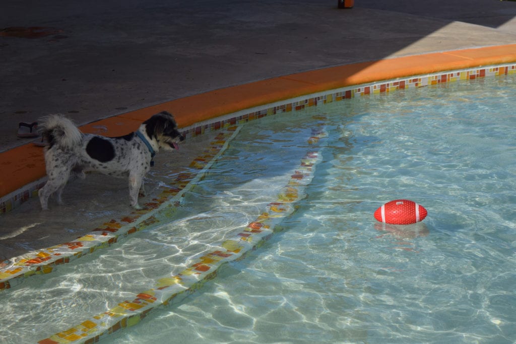 在旗鱼胜地placencia，一只黑白相间的小梗狗站在泳池的第一级台阶上