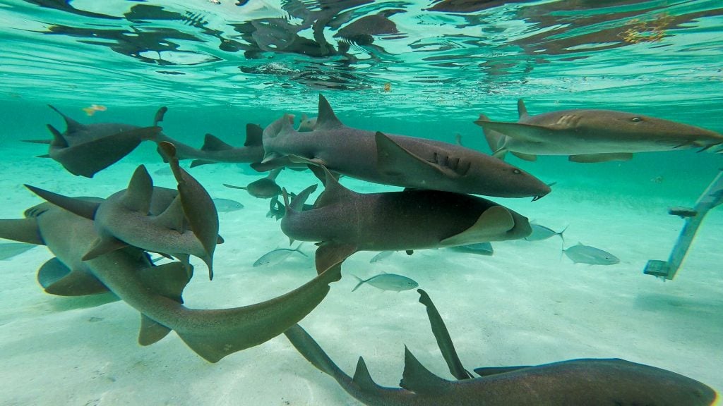 一群护士鲨在鲨鱼射线巷的水下，这是伯利兹愿望清单上最吸引人的地方之一