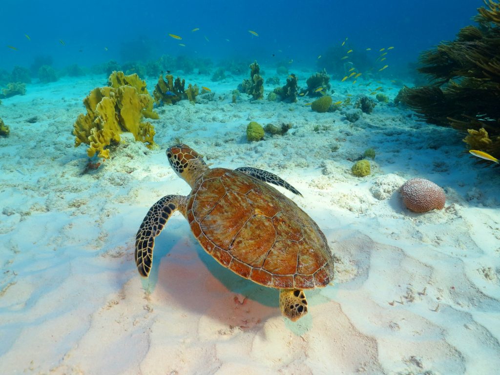 在伯利兹的珊瑚礁附近，海龟在水下游泳