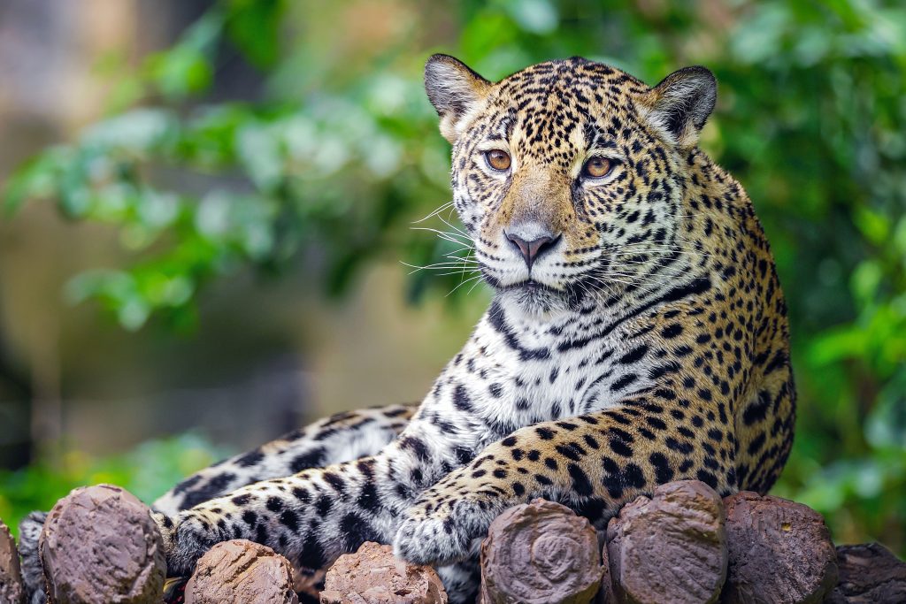 伯利兹动物园，一只美洲虎坐在木头上，看着相机