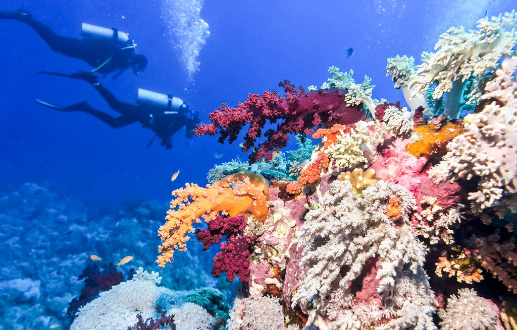 在伯利兹五颜六色的珊瑚礁系统，背景是两名水肺潜水员，这是在伯利兹最好的事情之一