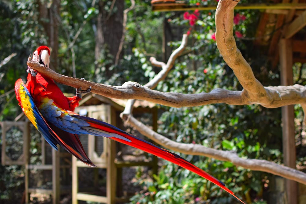 红色金刚鹦鹉悬挂在树枝上在科潘洪都拉斯做的事情