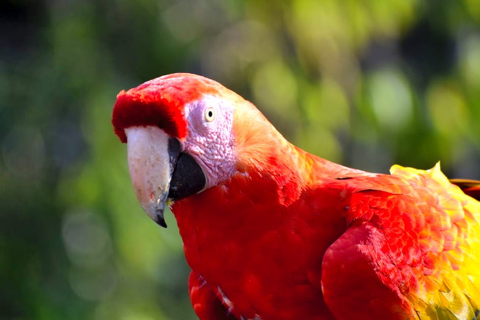 洪都拉斯科潘的一只金刚鹦鹉特写，这是在洪都拉斯背包旅行中看到的