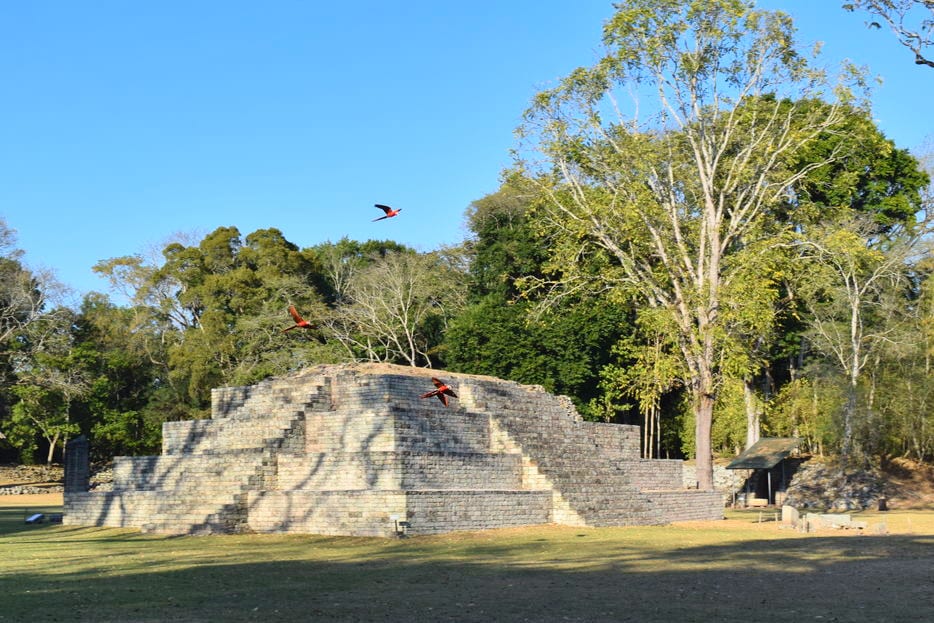 3只金刚鹦鹉飞过洪都拉斯科潘市科潘遗址的金字塔
