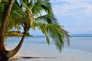 阳光明媚的日子，巴拿马bocas del toro海滩上的一棵棕榈树