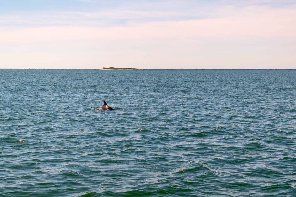 海豚在大西洋中游泳。在北卡罗莱纳州的波弗特，观赏海豚是一件有趣的事情