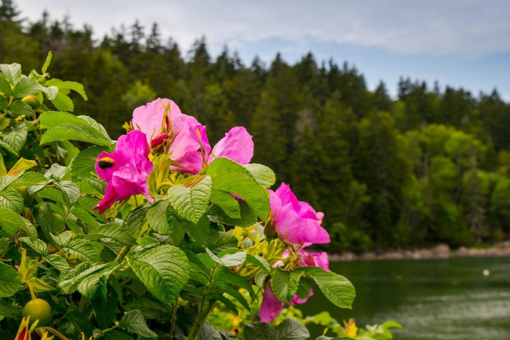 粉红色的野花生长在缅因州阿卡迪亚np