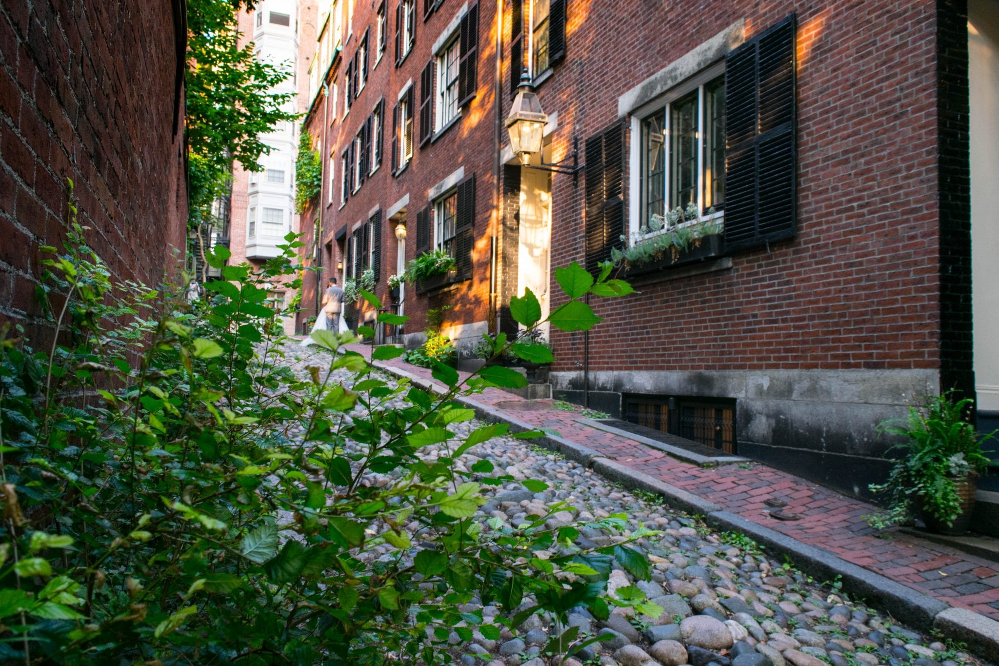 透过一片常春藤看到麻州波士顿的橡子街，这是麻州波士顿最棒的事情之一