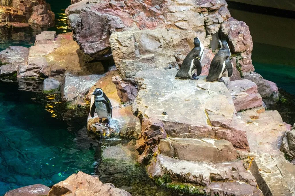 波士顿两日游行程:水族馆的企鹅