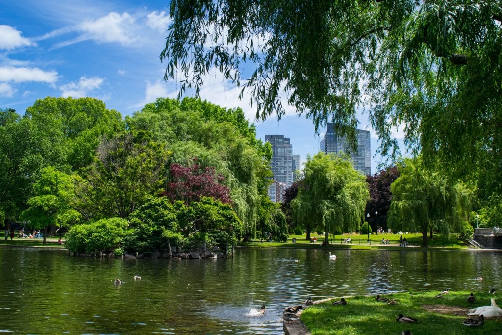 波士顿公共花园的池塘，远处是摩天大楼，这是在波士顿做的有趣的事情之一