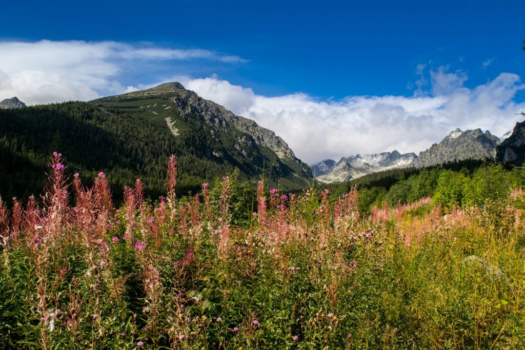 斯洛伐克高鞑靼在一个阳光灿烂的日子与粉红色的花朵在前景