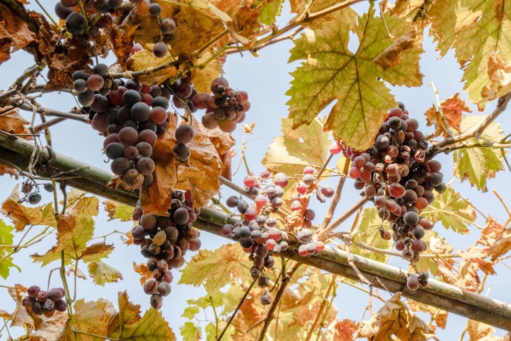十月去罗马尼亚布加勒斯特旅行时，葡萄藤上挂着葡萄——葡萄酒的丰收是在秋天收拾行装去欧洲的一个很好的理由!