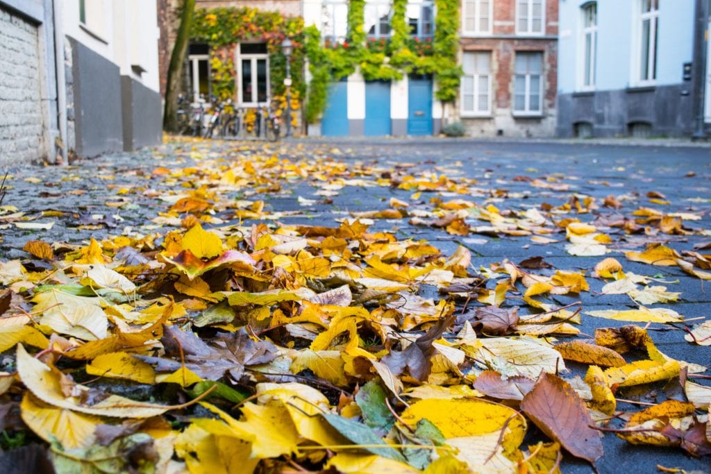落叶聚集在比利时根特的街道上。