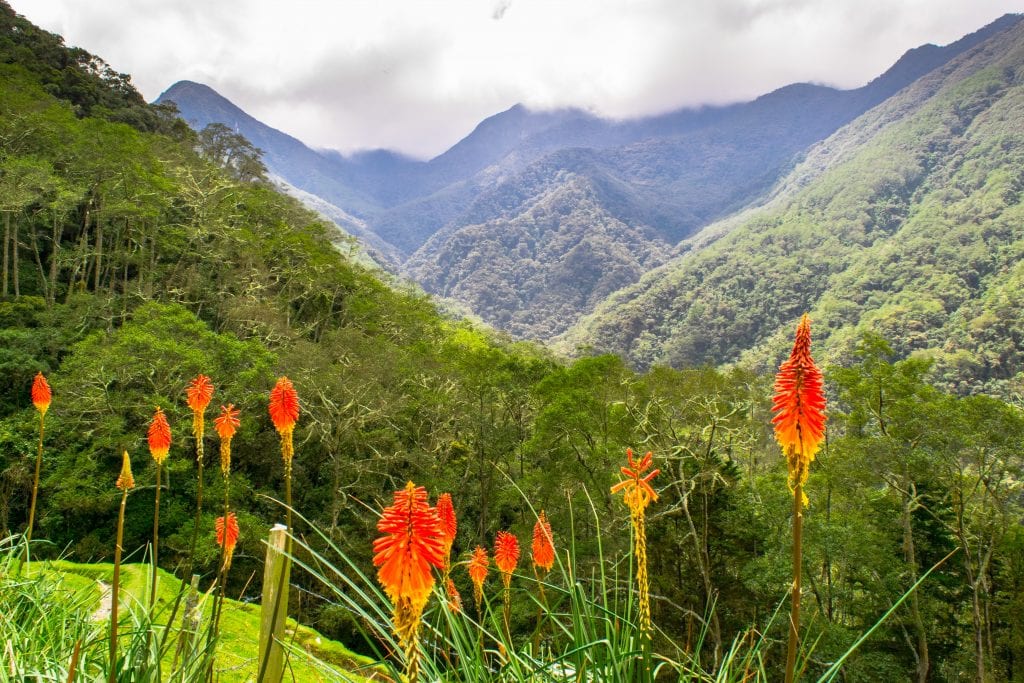 明亮的橙色花朵在照片的前景Valle de Cocora山脉，一个可爱的2周哥伦比亚行程的一部分