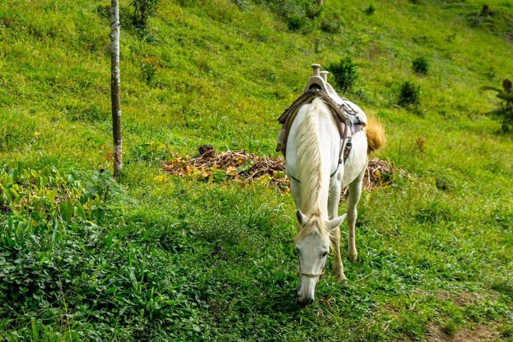 哥伦比亚萨伦托郁郁葱葱的田野里的白马
