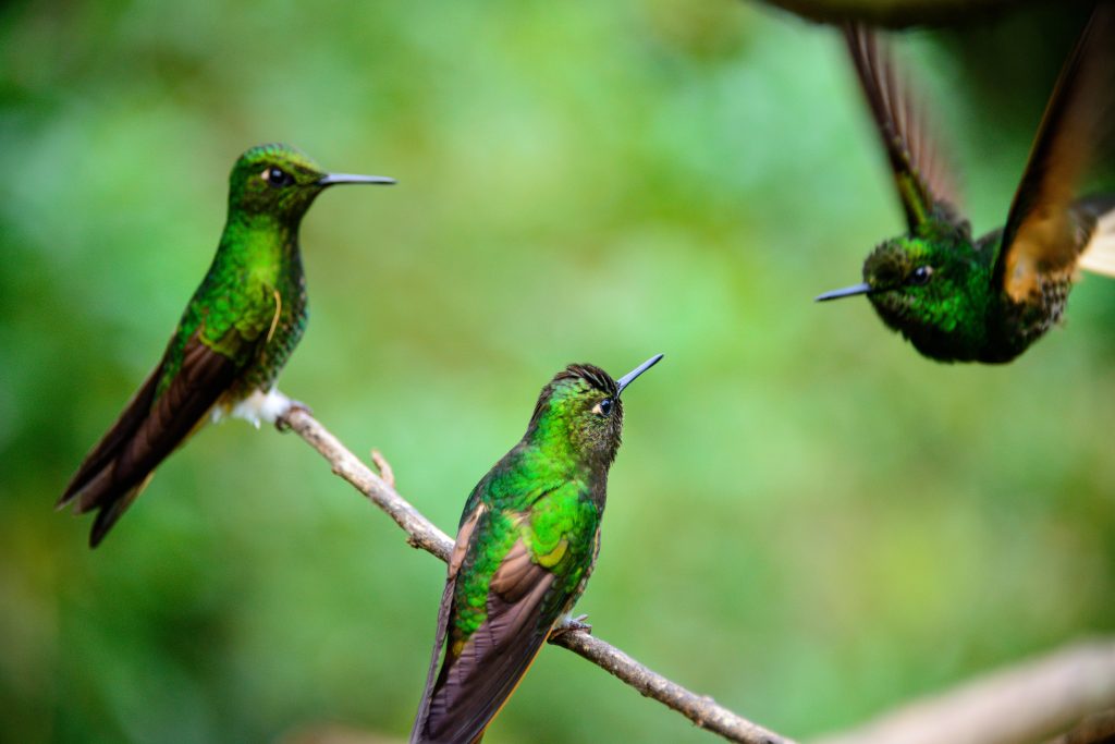 科科拉山谷中的绿色蜂鸟，这是哥伦比亚萨伦托最好的旅游景点之一