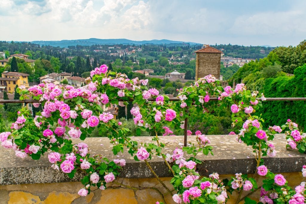 粉红色的玫瑰生长在佛罗伦萨的波波利花园中，远处是托斯卡纳的乡村