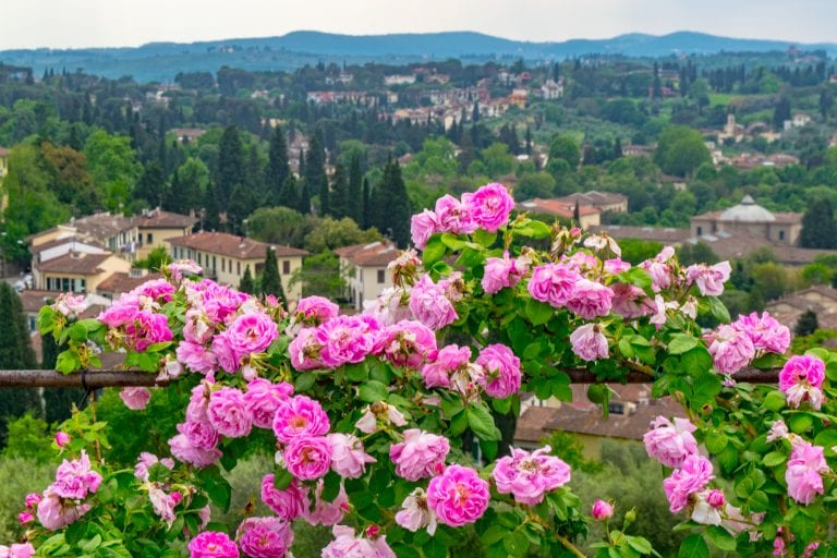 在意大利托斯卡纳的春天，粉红色的花朵在波波利花园中盛开