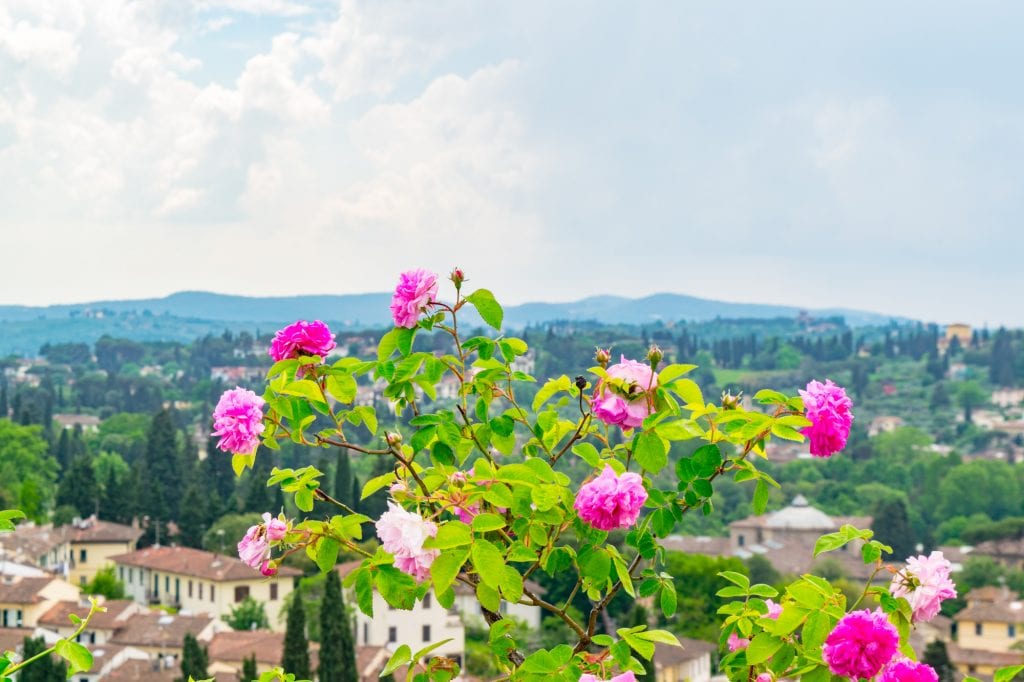 佛罗伦萨花园里的玫瑰——当你在僻静的小路上探索佛罗伦萨时，一定要停下来闻一下玫瑰的味道