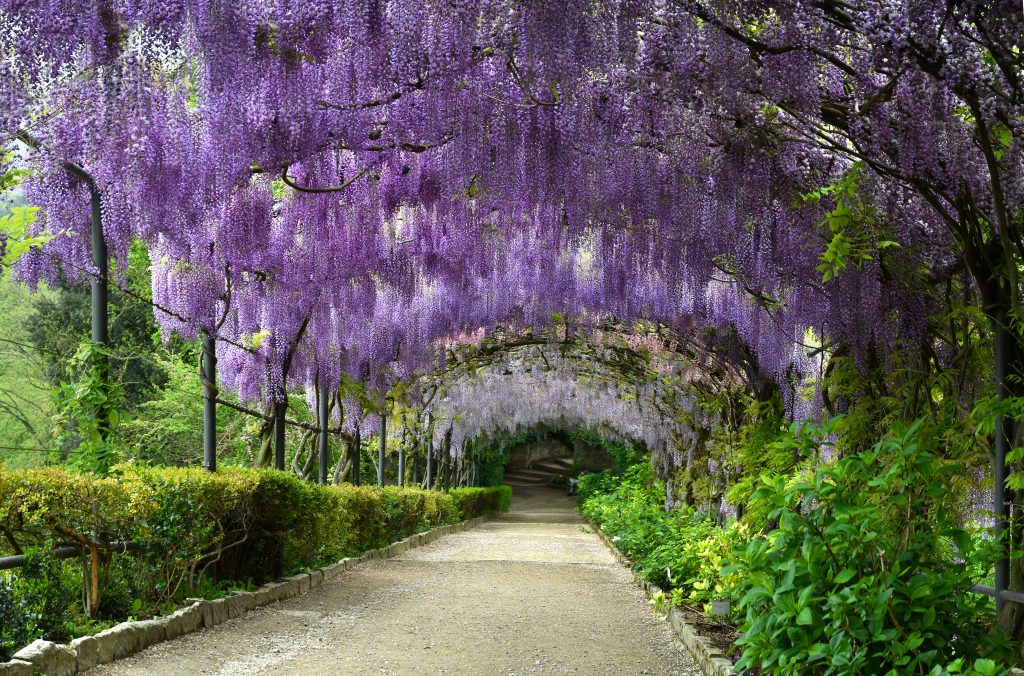 bardini花园的紫藤隧道，佛罗伦萨最好的摄影地点之一