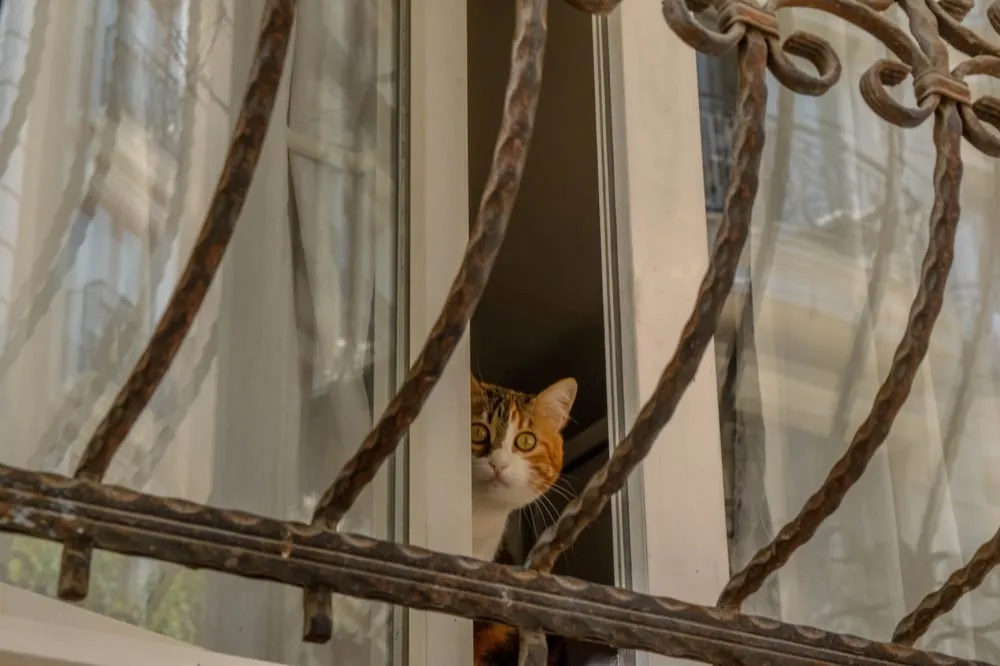 伊斯坦布尔2日行程:窗户里的猫