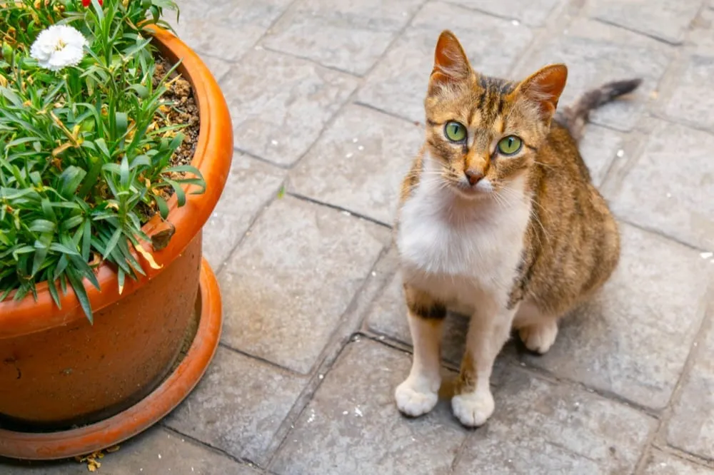 一只绿眼睛的猫坐在盆栽旁边