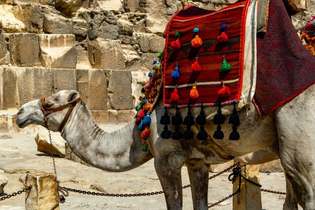 埃及吉萨的骆驼，背上披着红色的披肩