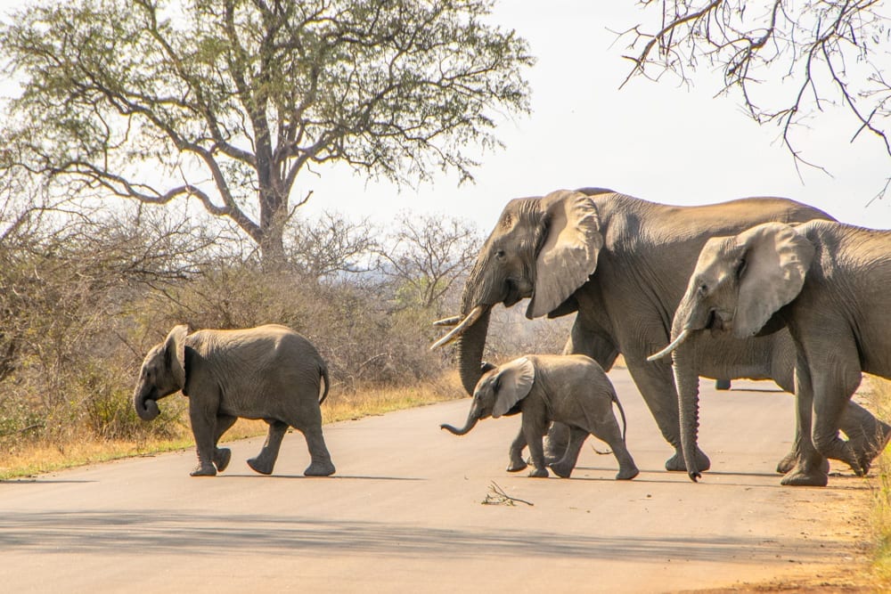 南非2周行程:克鲁格的小象