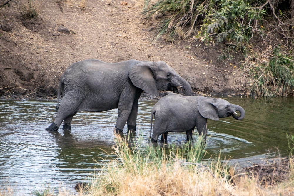 两只大象在一个水坑里喝水克鲁格南非行程