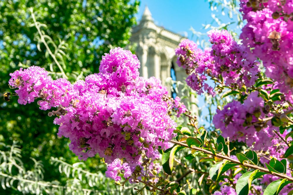 巴黎蜜月:巴黎圣母院附近的鲜花