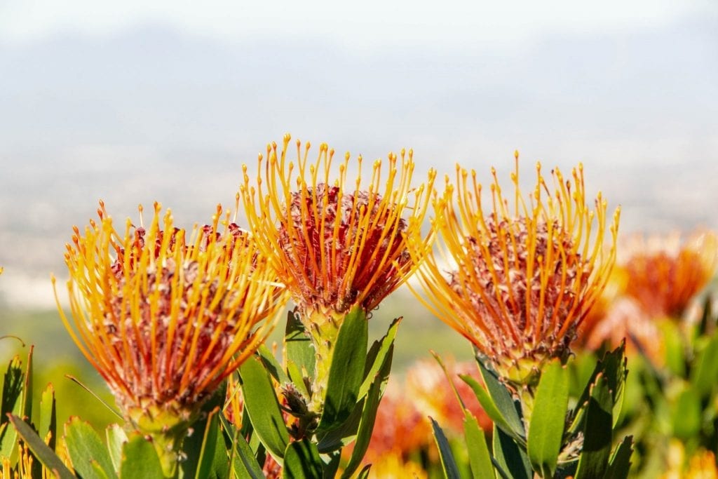 南非装箱单:橙花