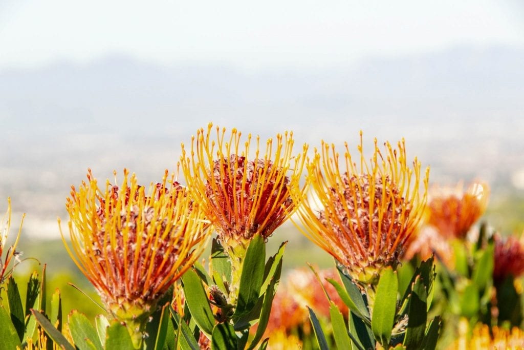 南非2周行程:橙花